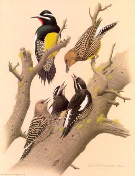 威廉 齊默曼 Williamson Sapsucker 威廉 齊默曼 Williamson Sapsucker